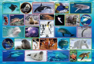 画像1: ★31％off★100ラージピースジグソーパズル 水族館  ビバリー 100-042 (26×38cm) (1)